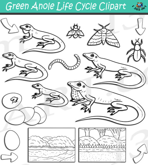 Green Anole Life Cycle Clipart