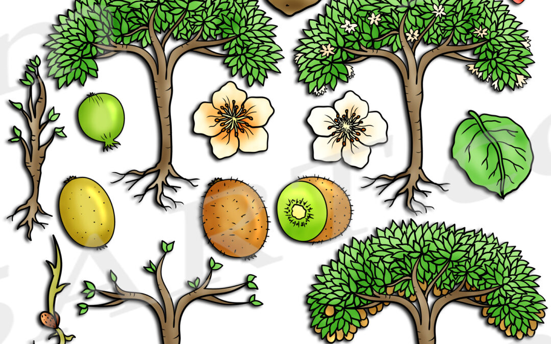 Kiwi Plant Life Cycle Clipart Set Download