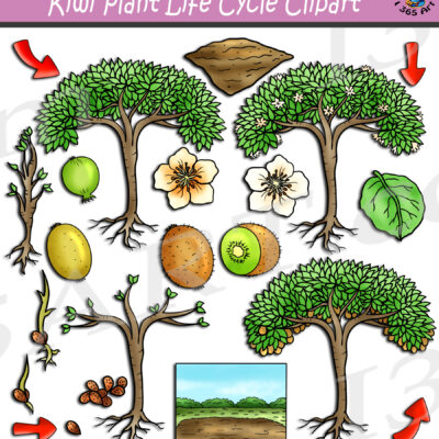 Kiwi Plant Life Cycle Clipart