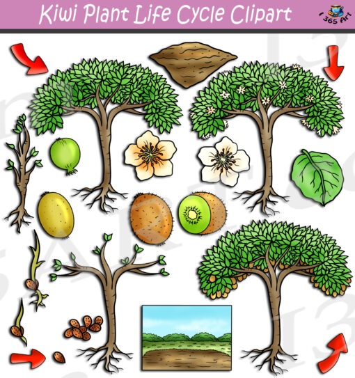 Kiwi Plant Life Cycle Clipart