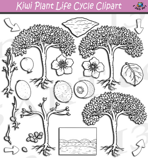 Kiwi Plant Life Cycle Clipart