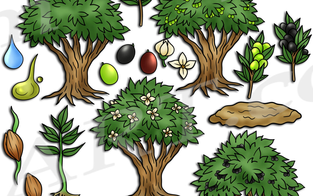 Olive Tree Life Cycle Clipart Set Download