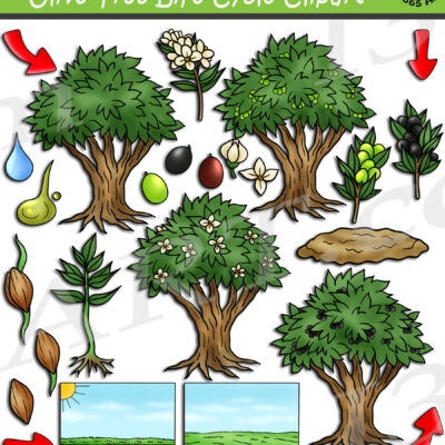 Olive Tree Life Cycle Clipart