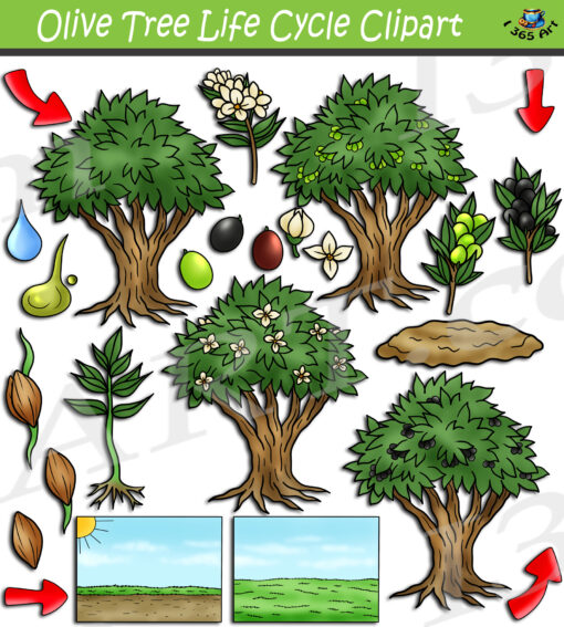 Olive Tree Life Cycle Clipart