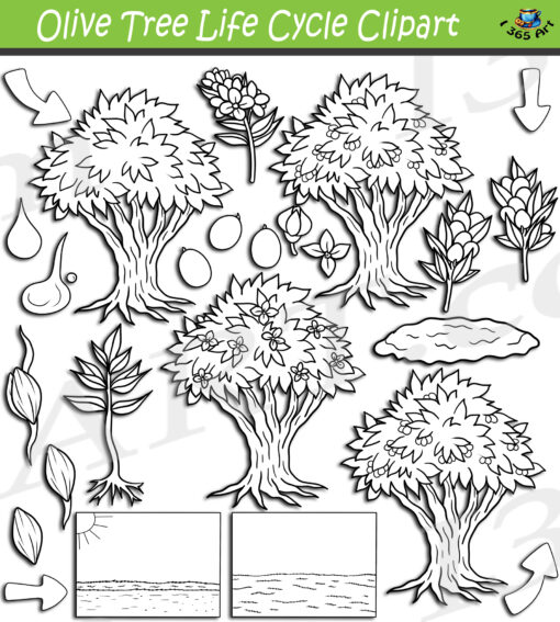 Olive Tree Life Cycle Clipart