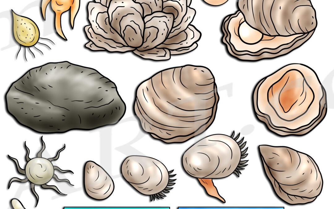 Oyster Life Cycle Clipart Set Download