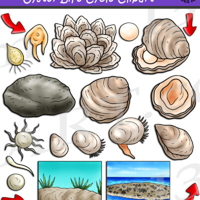 Oyster Life Cycle Clipart