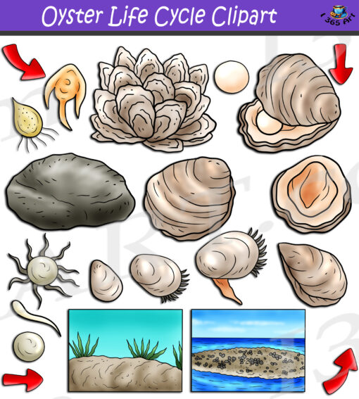 Oyster Life Cycle Clipart