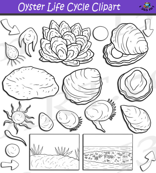 Oyster Life Cycle Clipart