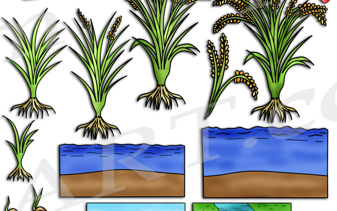 Rice Plant Life Cycle Clipart Set Download