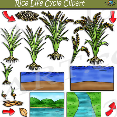 Rice Plant Life Cycle Clipart