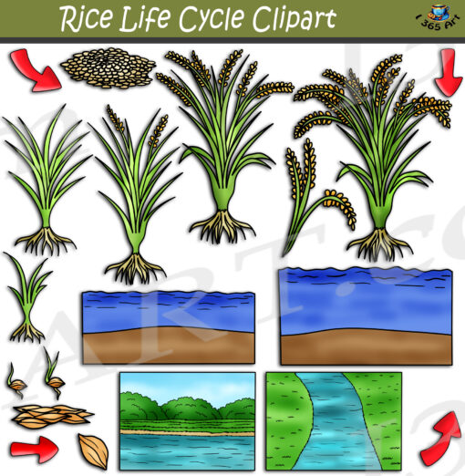 Rice Plant Life Cycle Clipart