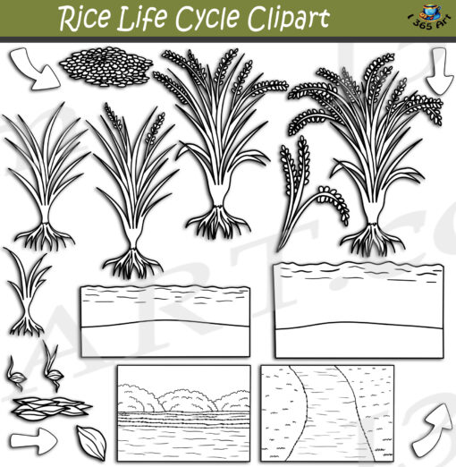 Rice Plant Life Cycle Clipart