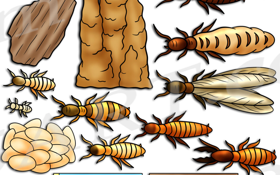 Termite Life Cycle Clipart Set Download