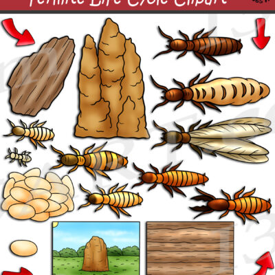 Termite Life Cycle Clipart