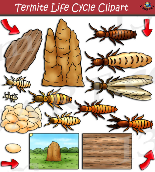 Termite Life Cycle Clipart