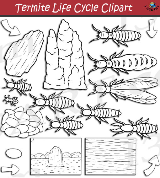 Termite Life Cycle Clipart