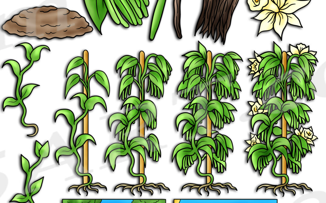 Vanilla Plant Life Cycle Clipart Set Download