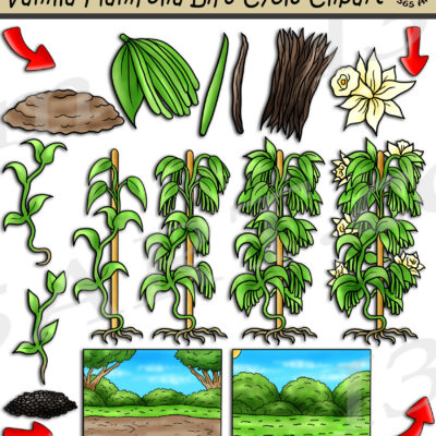 Vanilla Plant Life Cycle Clipart