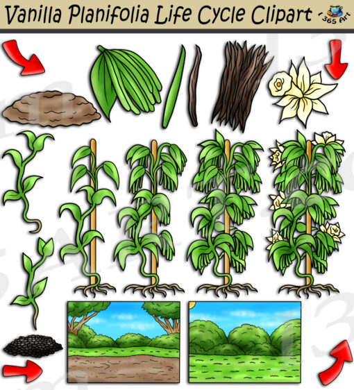 Vanilla Plant Life Cycle Clipart