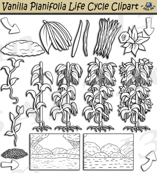 Vanilla Plant Life Cycle Clipart