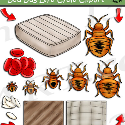 Bed Bug Life Cycle Clipart