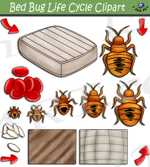 Bed Bug Life Cycle Clipart