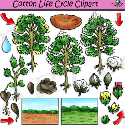 Cotton Life Cycle Clipart