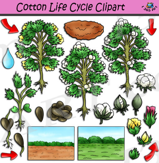 Cotton Life Cycle Clipart