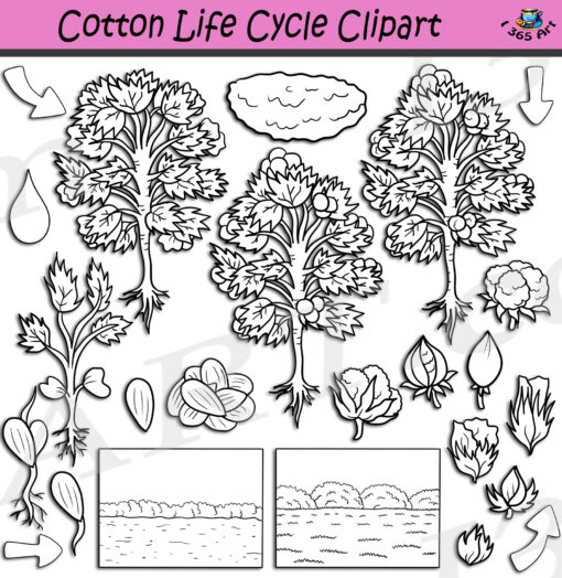 Cotton Life Cycle Clipart