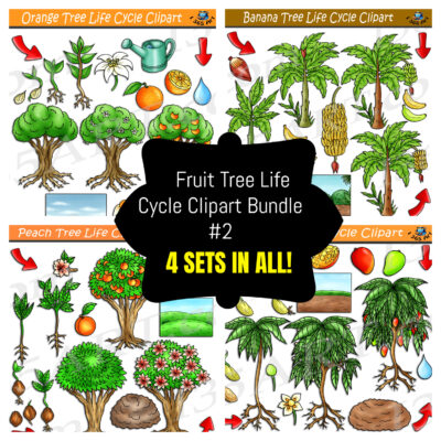 Fruit Tree Life Cycle Clipart Bundle #2