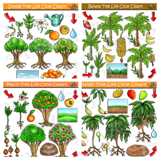 Fruit Tree Life Cycle Clipart Bundle #2