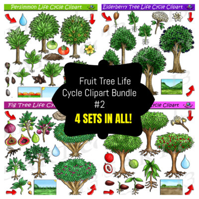 Fruit Tree Life Cycle Clipart Bundle #3