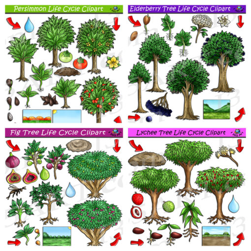 Fruit Tree Life Cycle Clipart Bundle #3