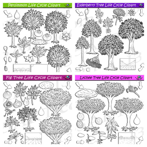 Fruit Tree Life Cycle Clipart Bundle #3