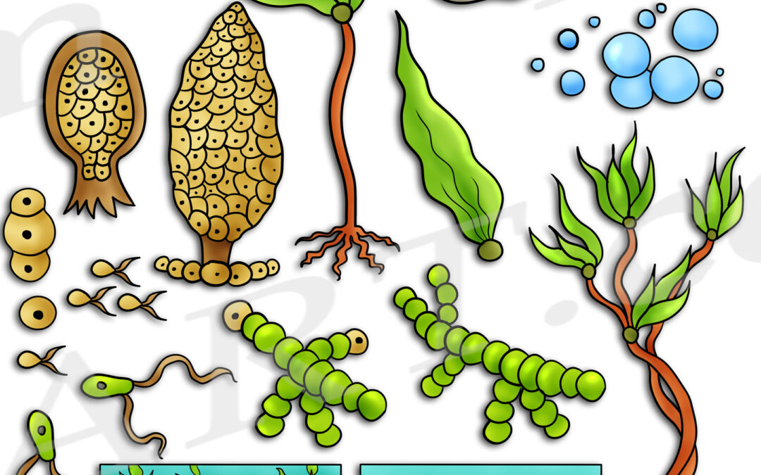 Kelp Life Cycle Clipart Set Download