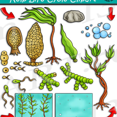 Kelp Life Cycle Clipart