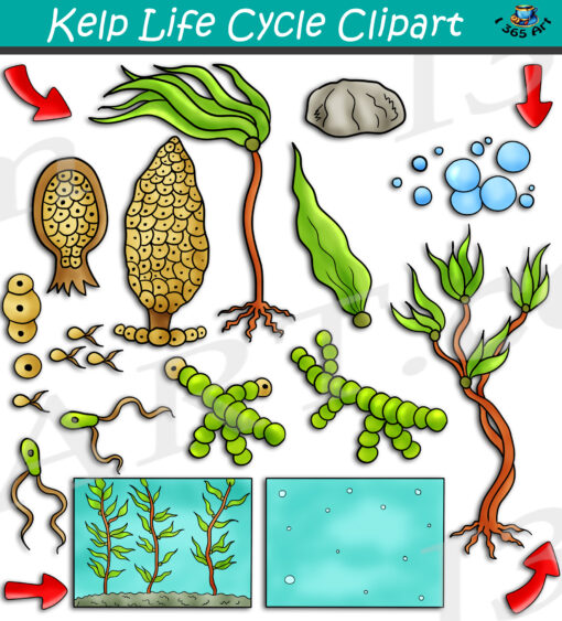 Kelp Life Cycle Clipart