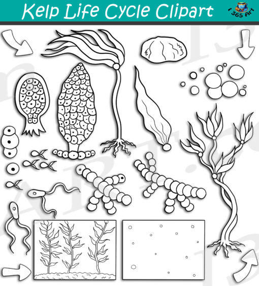 Kelp Life Cycle Clipart