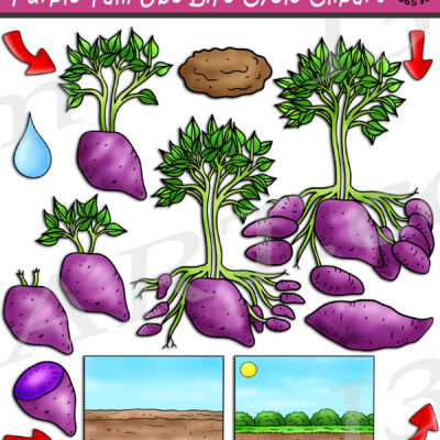 Purple Yam Ube Clipart