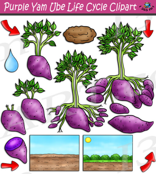 Purple Yam Ube Clipart