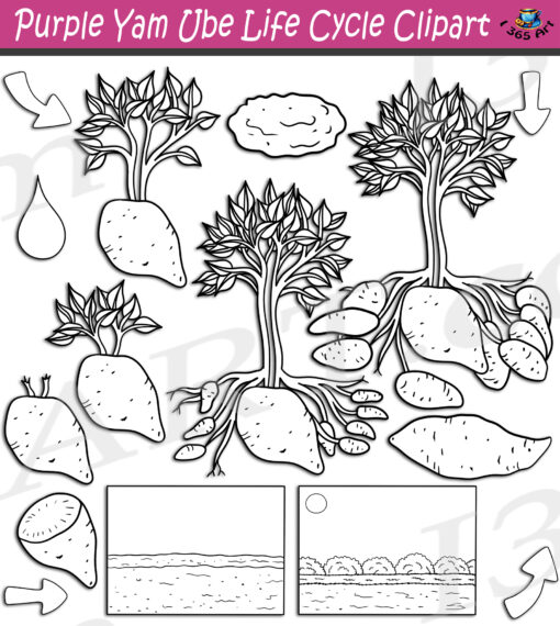 Purple Yam Ube Clipart