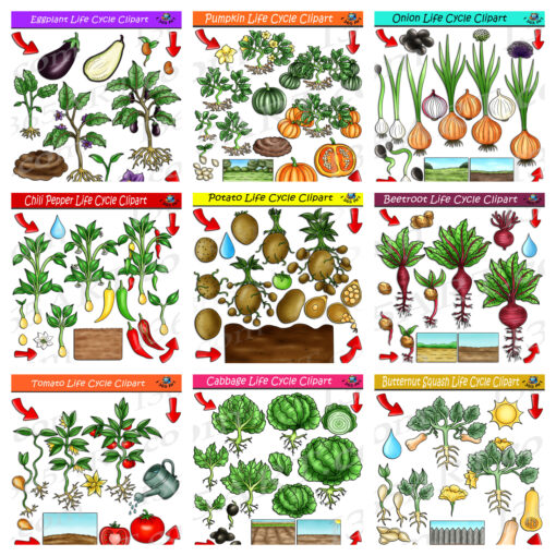 Vegetable Life Cycle Clipart Mega Bundle