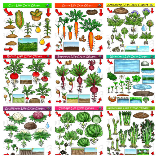 Vegetable Life Cycle Clipart Mega Bundle