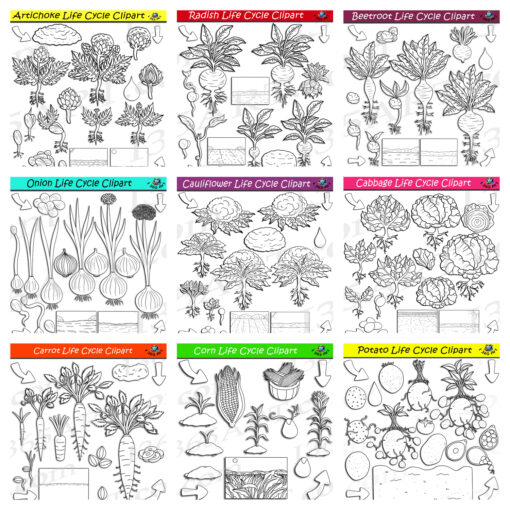 Vegetable Life Cycle Clipart Mega Bundle