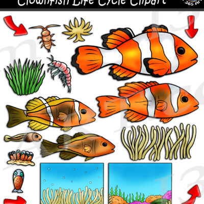 Clownfish Life Cycle Clipart