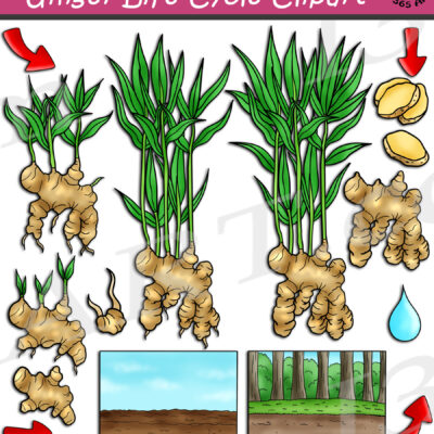 Ginger Life Cycle Clipart