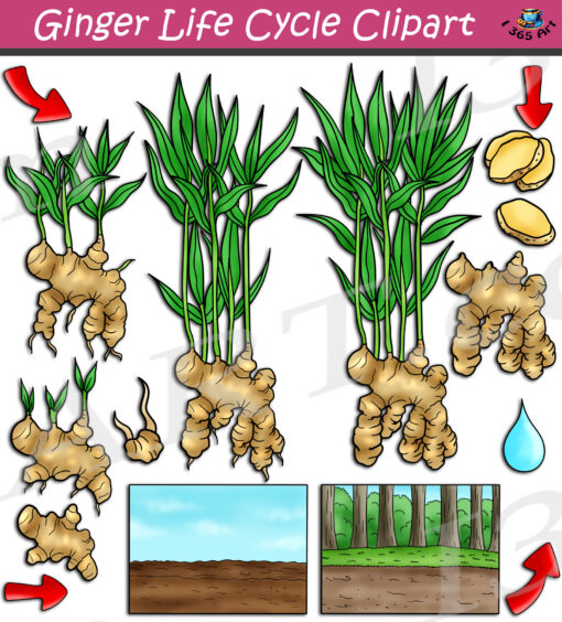 Ginger Life Cycle Clipart