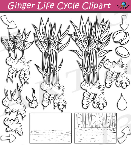 Ginger Life Cycle Clipart