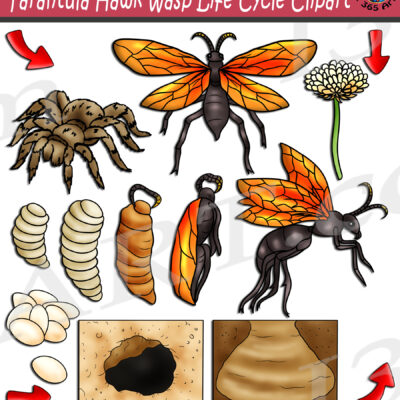 Tarantula Hawk Wasp Life Cycle Clipart